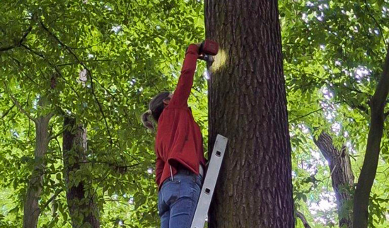Neue Wochenstuben für Fledermäuse im NSG „Waschteich Reuth“. Foto: Sarah Vögele