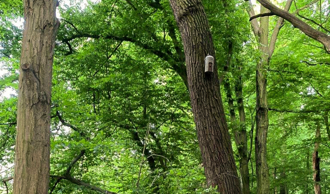 Neue Wochenstuben für Fledermäuse im NSG „Waschteich Reuth“. – Foto: Sarah Vögele