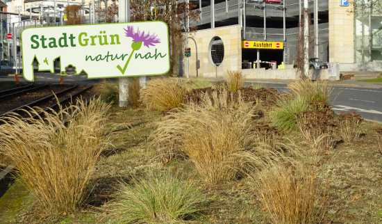Begrünung nahe der Straßenbahngleise. Foto: Berthold Löckelt